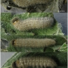 musch cribrellum larva6 volg112